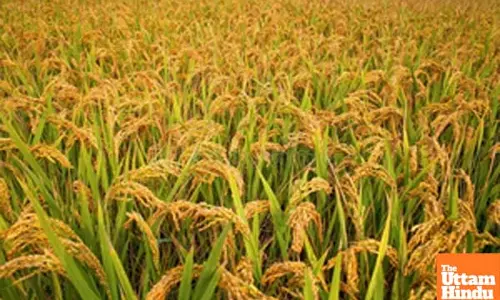 EOW uncovers massive fraud in MPs paddy procurement drive