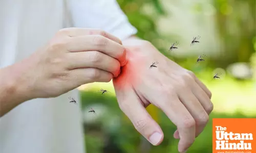 5 Natural Home Remedies to Keep Mosquitoes Away and Protect Your Home