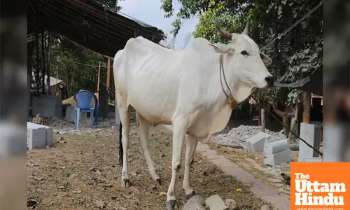 Ongole Cattle Faces Decline in India, While Viatina-19 Fetches ₹40 Crore in Brazil