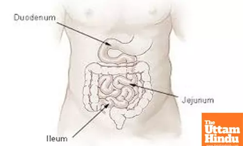 Study Reveals Crucial Role of Duox-ROS System and Immune Pathway in Insect Gut Immunity