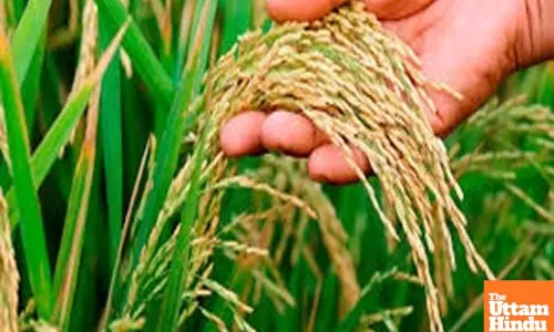 TN delta farmers urge govt to introduce new paddy varieties after Samba crop failure