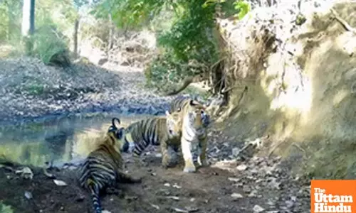 MP CM, Scindia to inaugurate Madhav National Park as 9th tiger reserve today