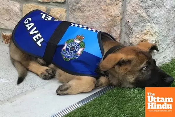 Oreo the Dog Pulls the Trigger—Memphis Man Shot in Freak Acciden Oreo the Dog Pulls the Trigger—Memphis Man Shot in Freak Acciden