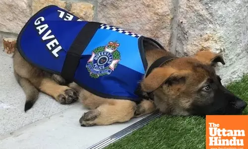 Oreo the Dog Pulls the Trigger—Memphis Man Shot in Freak Acciden