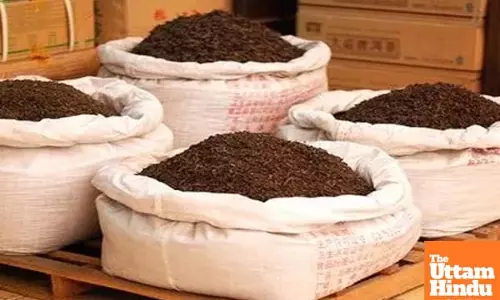 India’s tea exports surge to 10-year high