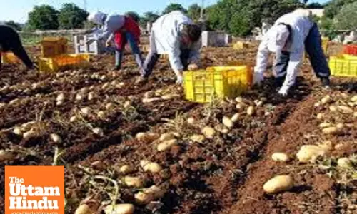 Italian agriculture to bear brunt of US tariffs among EU states: Report