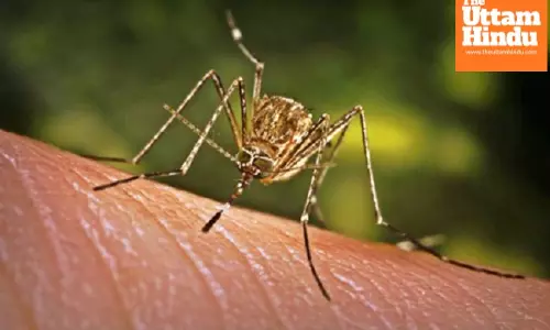 Fiji declares dengue fever outbreak in Western Division