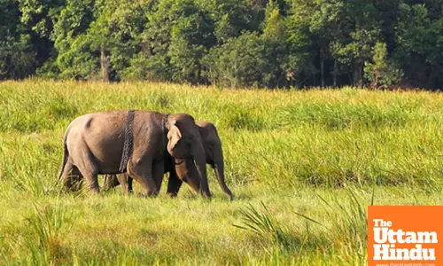 Genetic study estimates 51 rare Asian elephants in Cambodias northern plains
