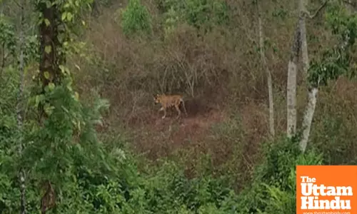 Elusive tiger shot dead after tranquilizer fails in Keralas Idukki