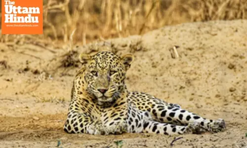 Leopard enters Jaipur College, Forest Department begins capture operations