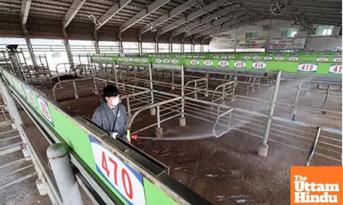 Foot-and-mouth disease cases in South Korea rise to 8