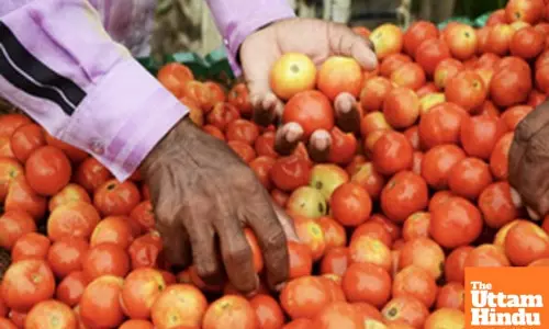 Tomato prices plummet across TN forcing farmers to destroy crops