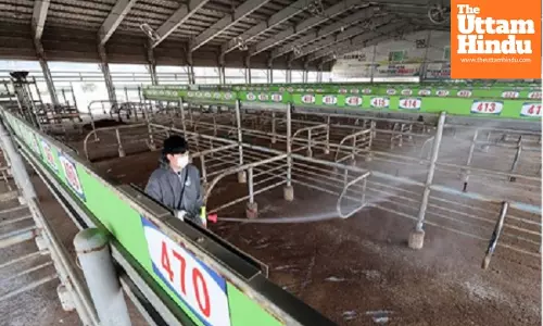 Foot-and-mouth disease cases in South Korea rise to 8