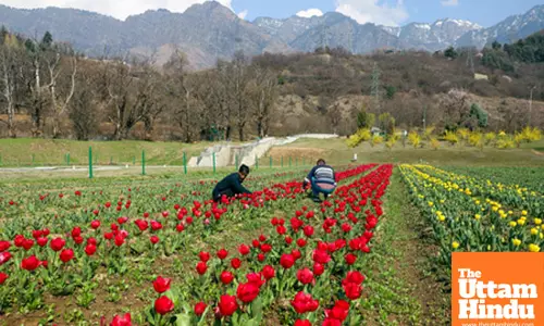 Preparations underway for Tulip Festival
