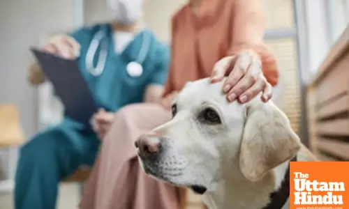 Mad Dog Attacks and Bites 50 People in 90 Minutes, Villagers Kill It to Stop Attack