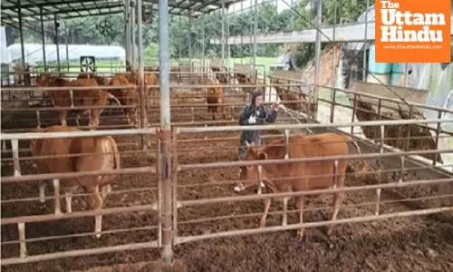 South Korea confirms 14 cases of foot-and-mouth disease