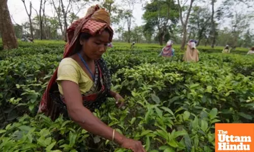 India pips Sri Lanka to become world’s 2nd-largest tea exporter