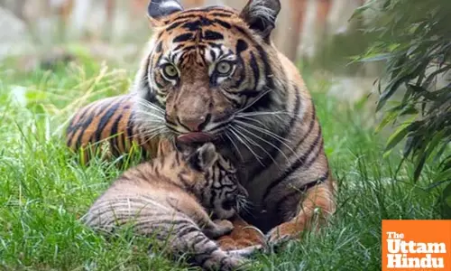 Tiger cub disappears in MPs Panna Reserve, authority says natural