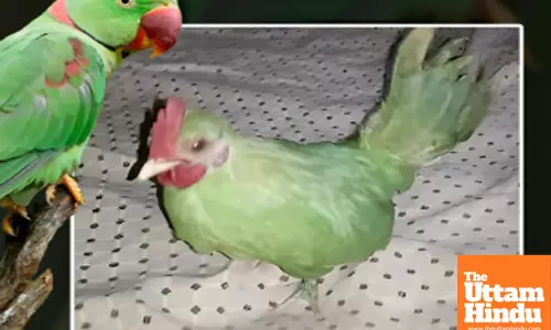 Pakistani Seller Sells Green Hen as Parrot for Rs 6,500, Shocking Buyers
