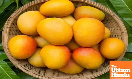 Beyond Alphonso: Why No Mango Compares to Indian Varieties