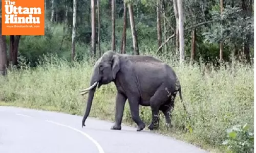 Elephant rampage kills four in 12 hours in Jharkhand’s Gumla, Simdega districts