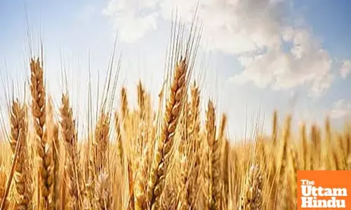MP govt procures wheat valued at Rs 757 crore: Minister