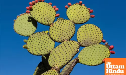 The Miracle Benefits of Cactus: A Natural Remedy for Cough, Stomach Issues and More
