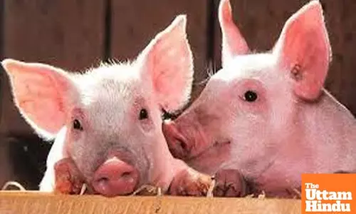 Over 510 pigs killed due to African Swine Fever in Mizoram