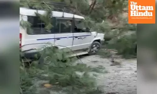 Tragic Landslide in Himachal: Six Killed as Falling Tree Causes Devastation