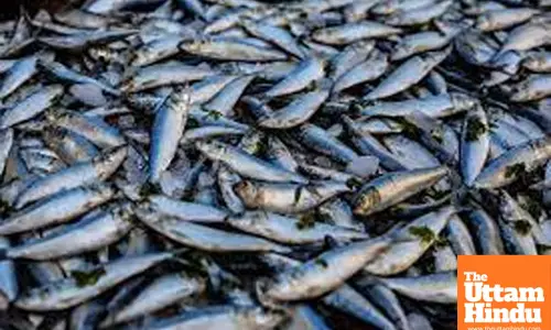 Punjab Produces 1.81 Lakh Tonnes of Fish, Says Gurmeet Singh Khuddian