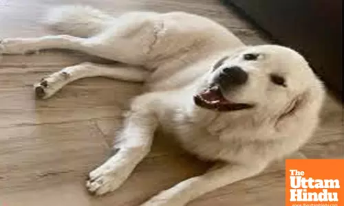 Instagram Influencers Dark Secret: Logan Guminski Arrested for Animal Cruelty and Explicit Content