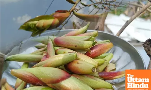 Guess the Hidden Superfood from India’s Forests: A Wild Treasure You Never Knew!