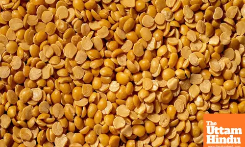 Gujarat govt extends tur dal purchase deadline till April 30