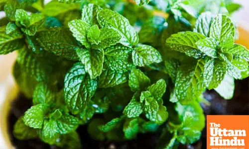 Mint: The Cool Herb That’s Got Your Back This Summer!