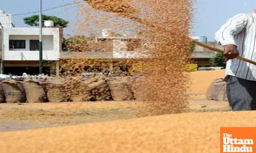 MP extends wheat procurement registration deadline, norms relaxed