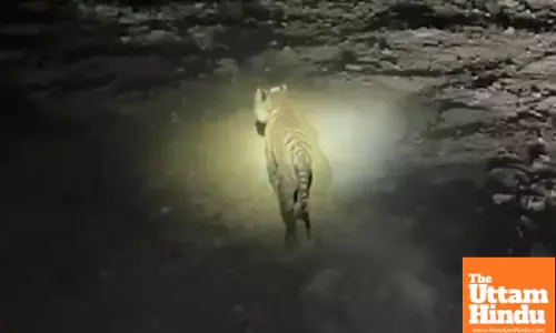 MP: Madhav Tiger Reserve receives one more Tiger, numbers increase to seven