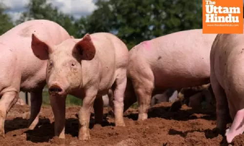 ASF Outbreak in Mizoram: Over 1,050 Pigs Killed Across Three Districts