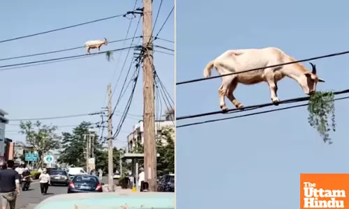 Unbelievable Stunt: Goats Death-Defying Walk on Electric Wire Leaves Onlookers Speechless