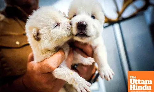 Dire Wolf Revival: Meet Romulus and Remus, the First Extinct Animals Born Again After 10,000 Years