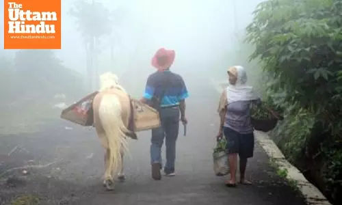 Japan reports first outbreak of equine influenza since 2008