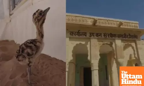 India Makes History: Becomes First Country to Breed Great Indian Bustard Through AI