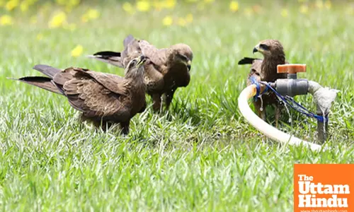 Eagles quenching their thirst by drinking water
