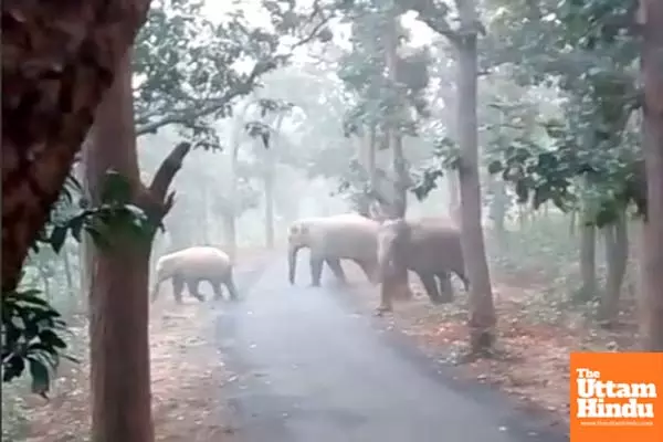 Two Kerala tribals die while fleeing in panic after seeing wild elephant herd; autopsy reports awaited Two Kerala tribals die while fleeing in panic after seeing wild elephant herd; autopsy reports awaited