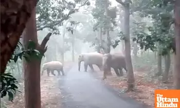 Two Kerala tribals die while fleeing in panic after seeing wild elephant herd; autopsy reports awaited Two Kerala tribals die while fleeing in panic after seeing wild elephant herd; autopsy reports awaited