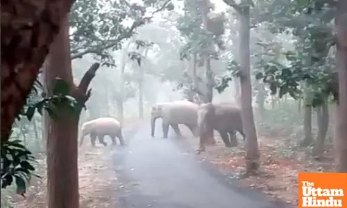 Two Kerala tribals die while fleeing in panic after seeing wild elephant herd; autopsy reports awaited