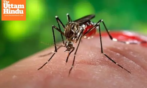 South Africas health department urges vigilance amid rising malaria cases