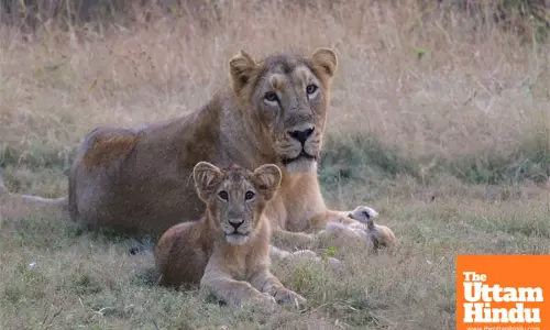 Two-phase Asiatic lion census to be conducted in Gujarat from May 10 to 13