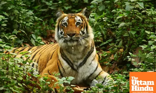 MP govts Rs 145-crore plan to mitigate human-tiger conflict