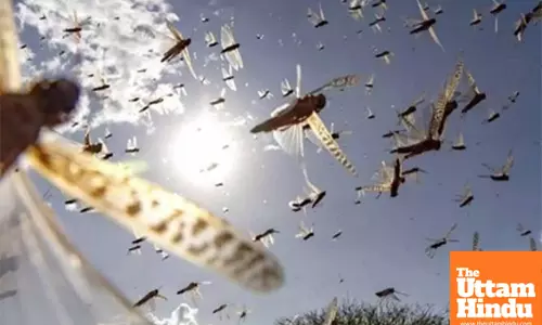 Locust outbreak confirmed in northeastern Namibia
