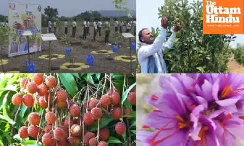 Apple farming in Ktaka, saffron in Kerala: PM Modi showcases Indias green success stories